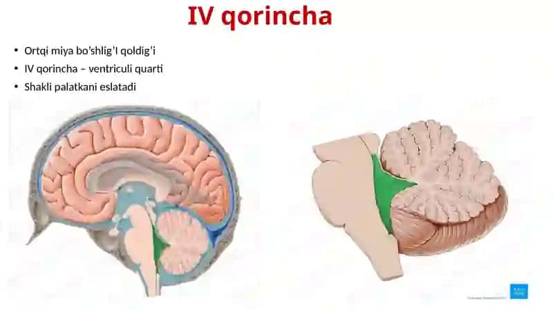 IV qorincha. Rombsimon chuqurcha. 2