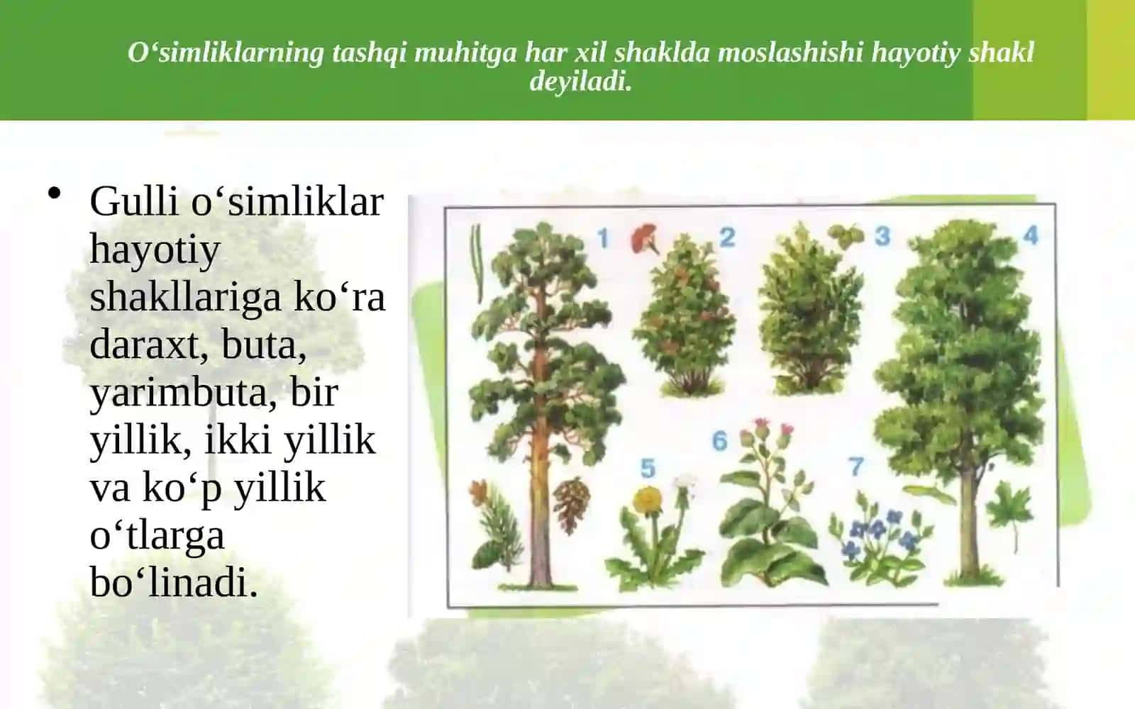O‘SIMLIKLARNING HAYOTIY SHAKLLARI 2