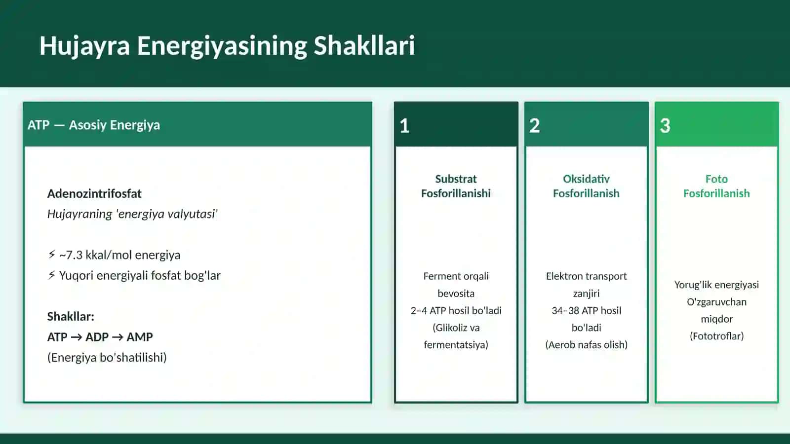 MIKROORGANIZMLARDA Energiya Olish va Fermentatsiya 2
