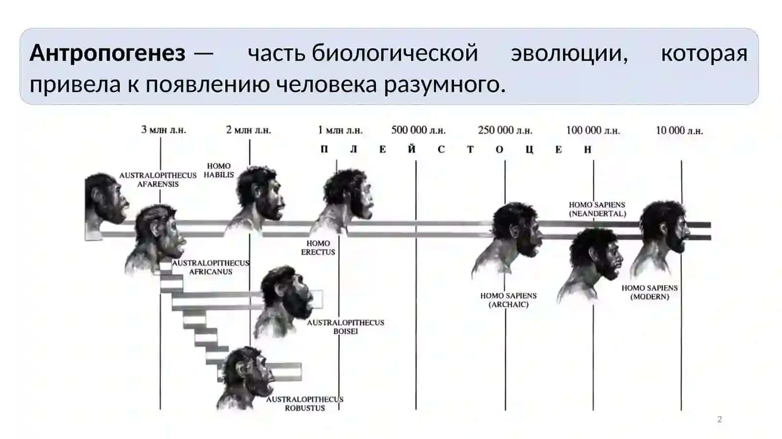 Происхождение и эволюция человека 2
