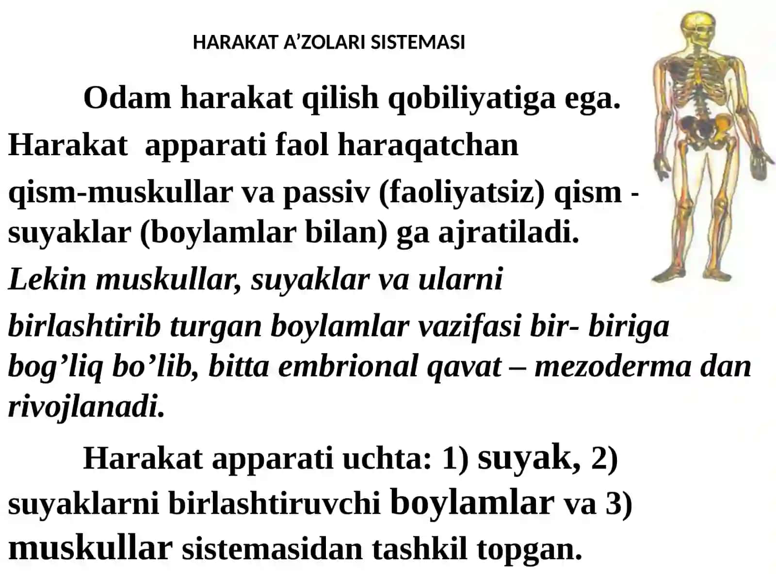 Osteologiya 2