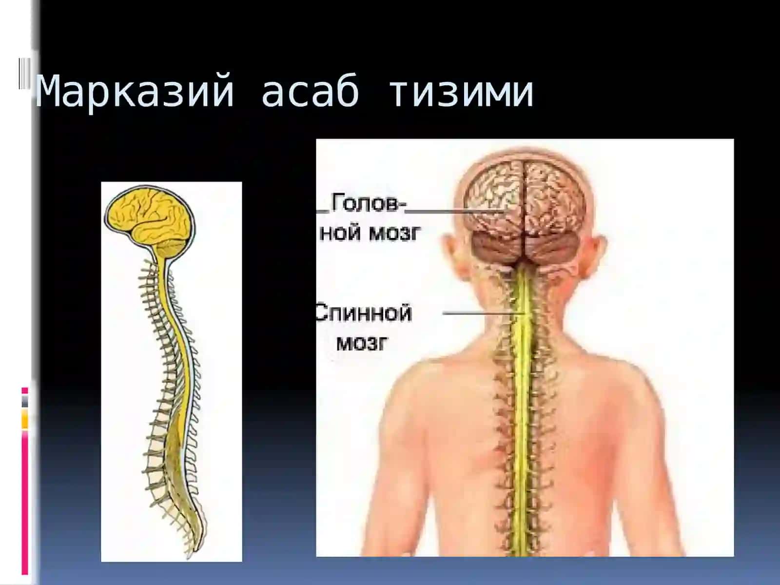 Марказий асаб тизими физиологияси 2