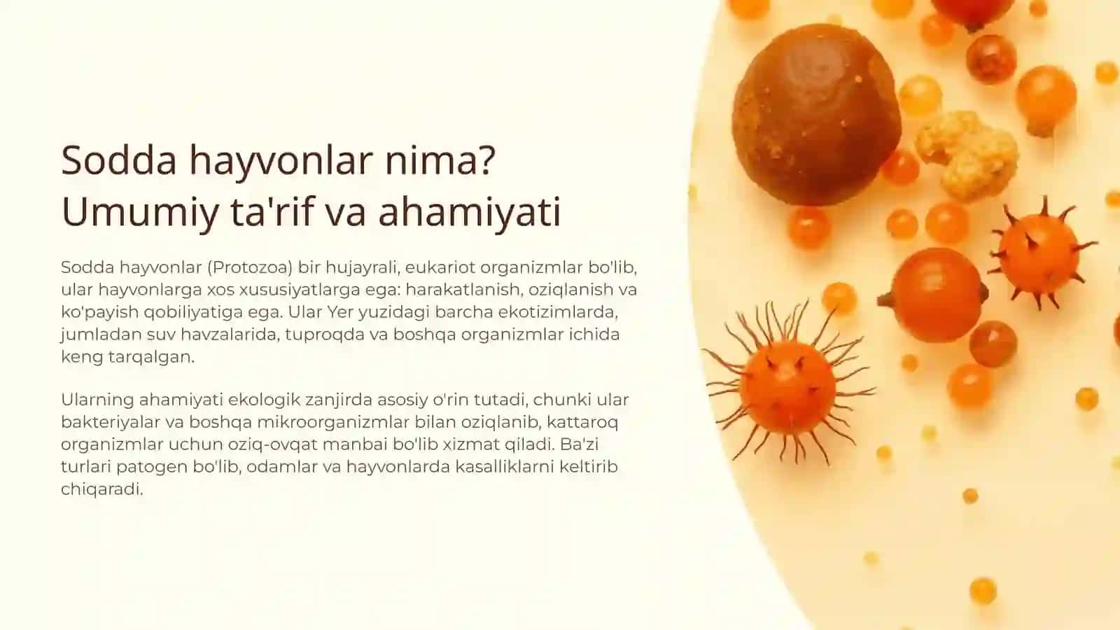 Sodda hayvonlar 2