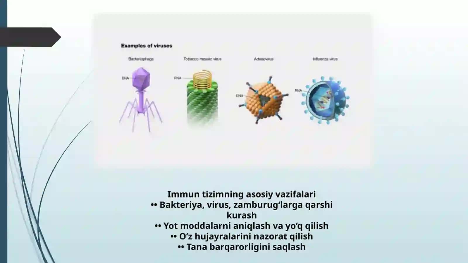 Molekulyar immuntanqislikning opportunistik infeksiyalariga kirishining mexanizmi 2