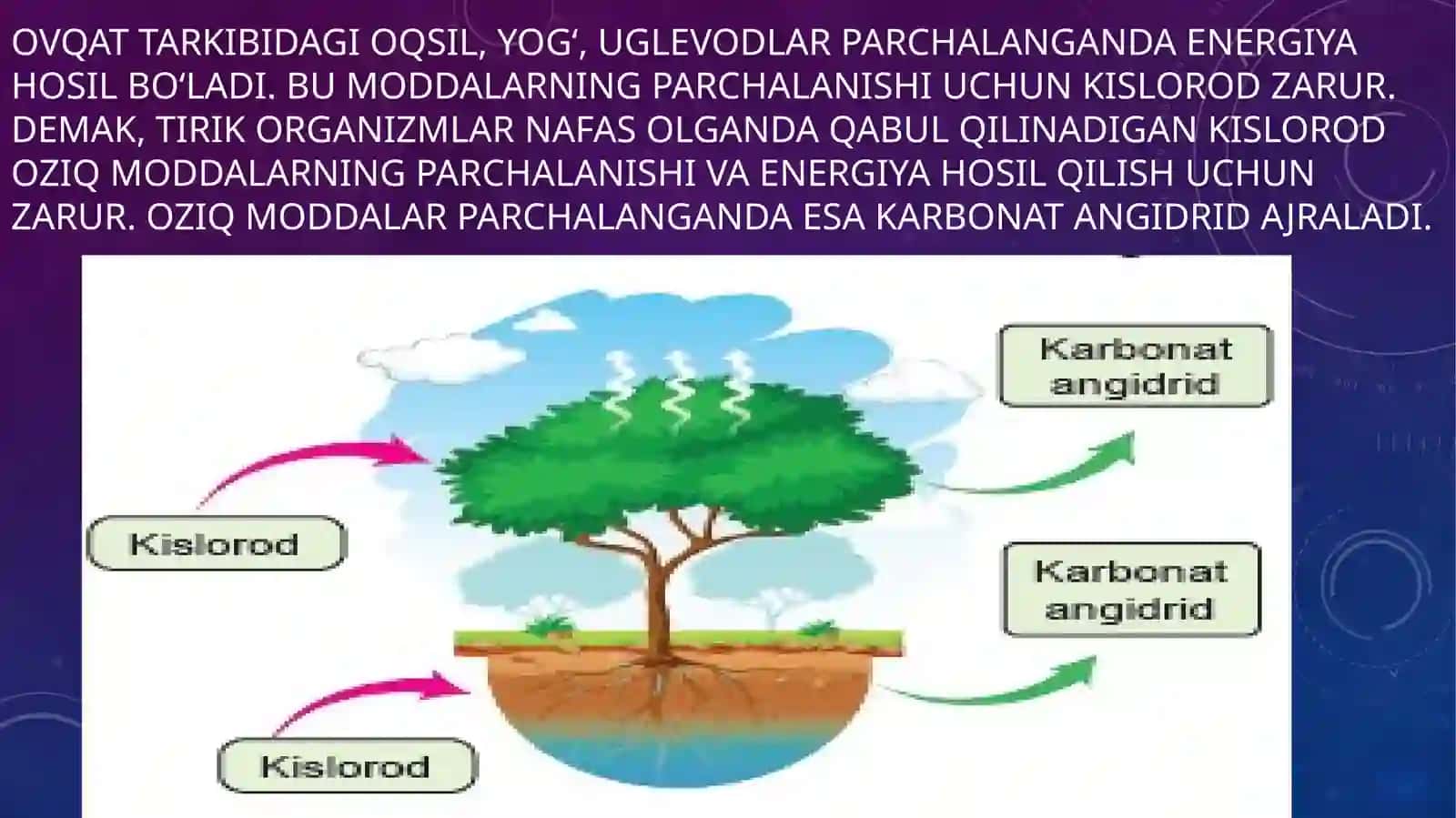 TIRIKORGANIZMLARNING NAFASOLISHI 2