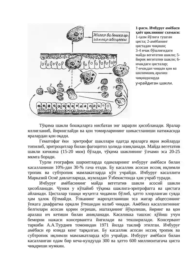 Ичбуруғ амёбаси 2