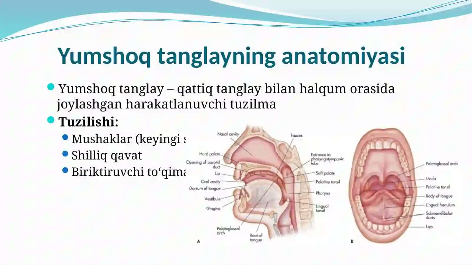 Yumshoq tanglay klinik anatomiyasi 2