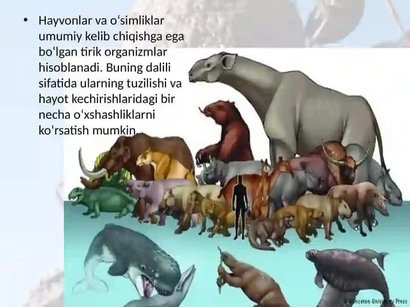 Hayvonlar dunyosi 2
