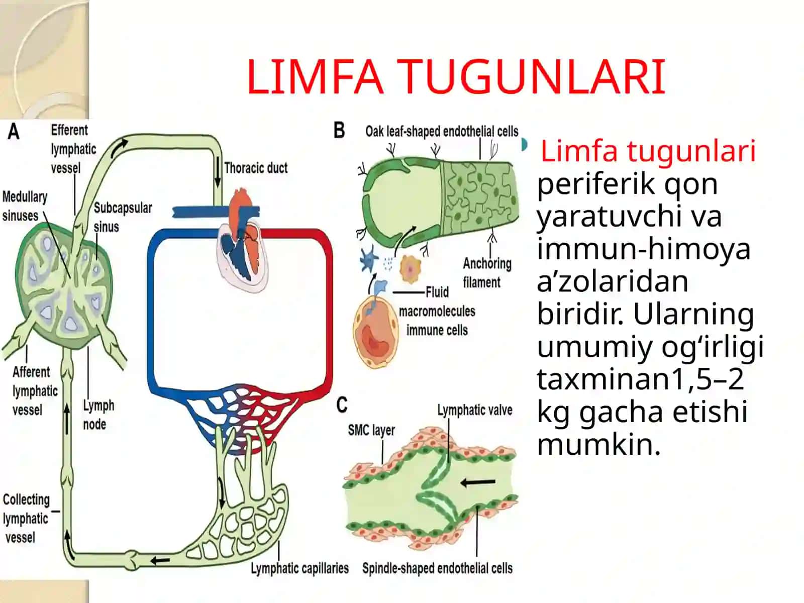 Limfa tugunlari 2