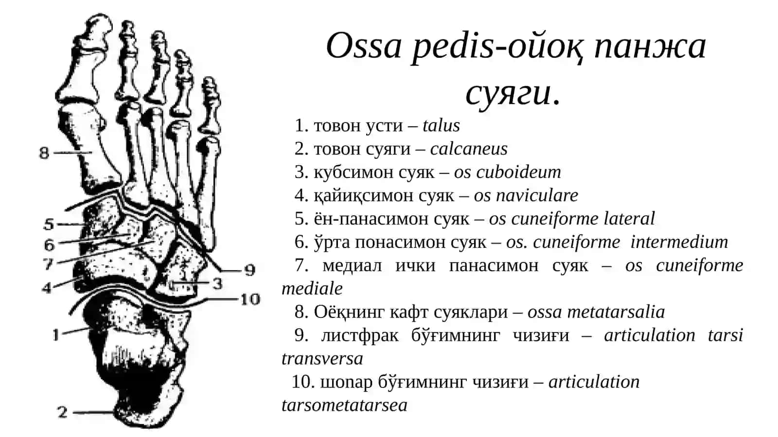 Оёқпанжа суякларининг тузилиши 2