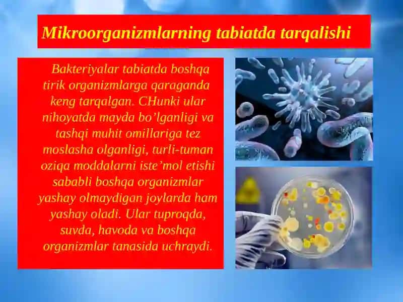 Mikroorganizmlarning tabiatda tarqalishi 2