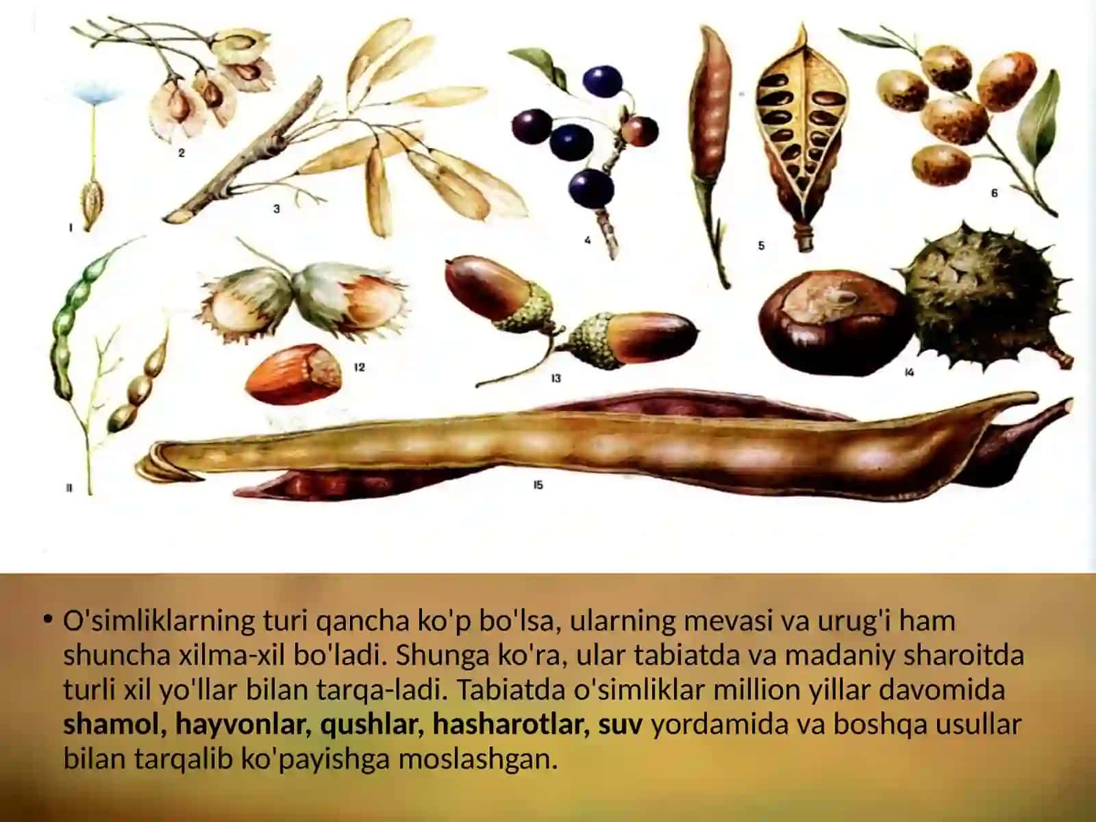 6-sinf Botanika Meva va urug'larning tarqalishi 2
