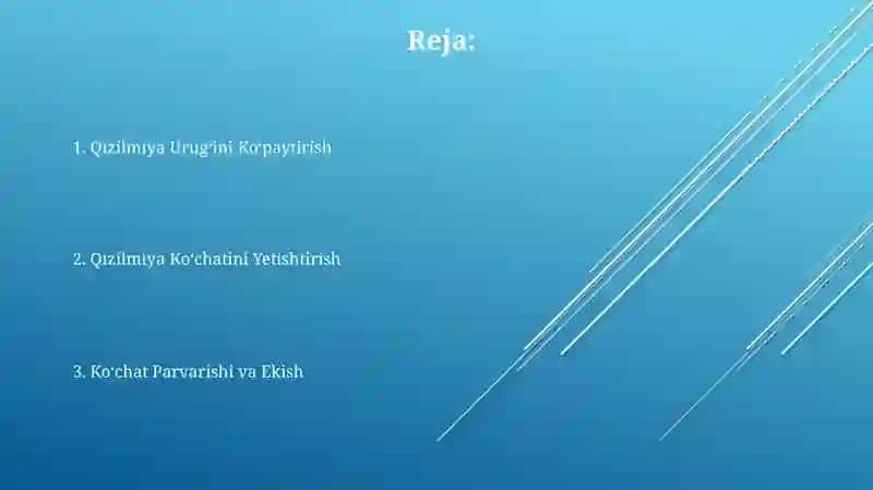 Qizilmiya oʻsimligining urugchiligi va kochatchiligi 2