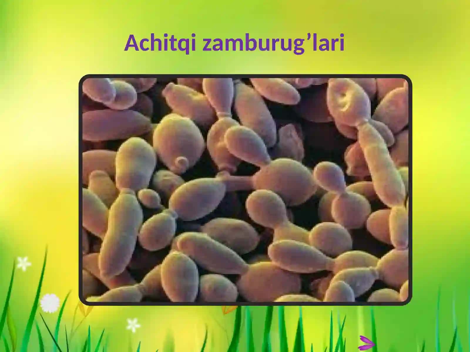 Zamburug’lardunyosi 2