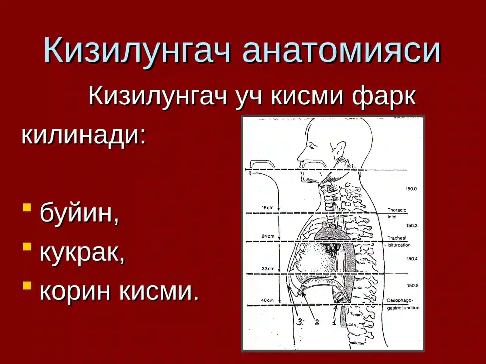 Кизилунгач саратони 2