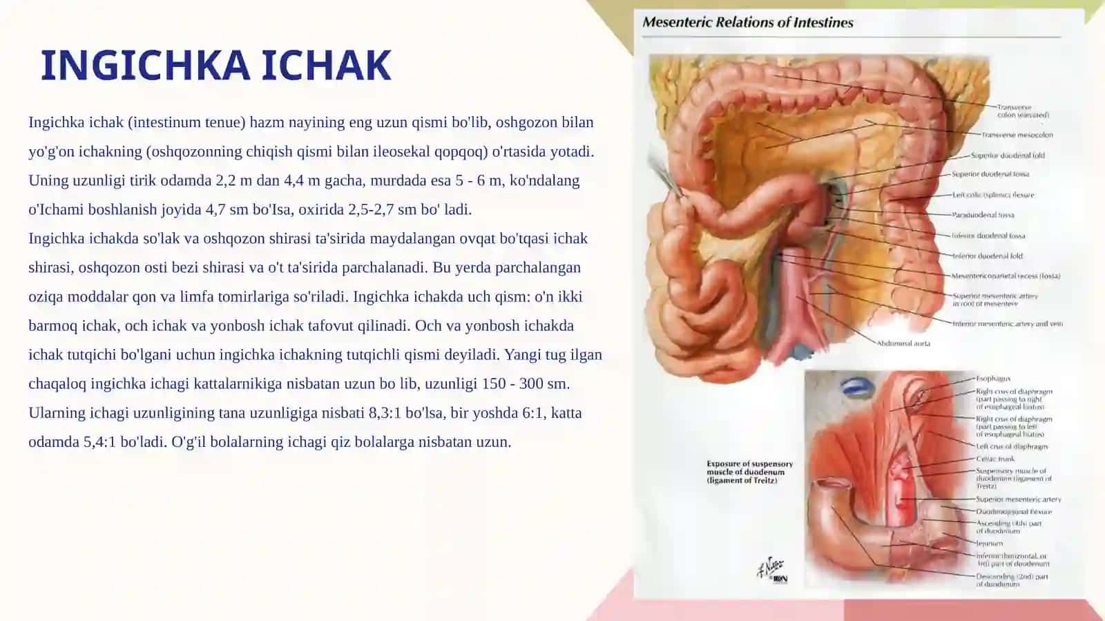 Ingichka Ichakning funksional vak'linik anatomiysi 2