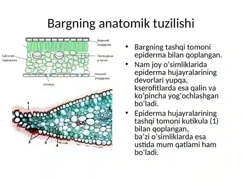 Barg anatomiyasi 2