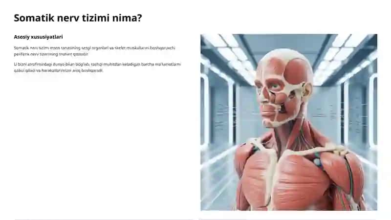 Somatik nerv tizimi 2