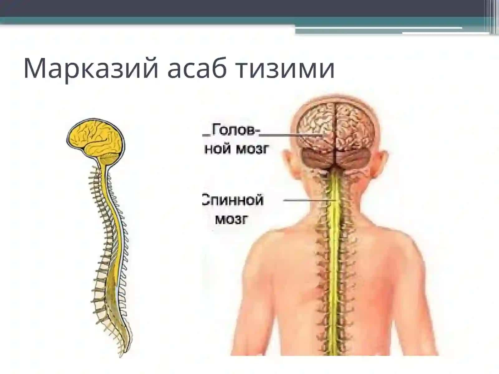Марказий асаб тизими физиологияси 2