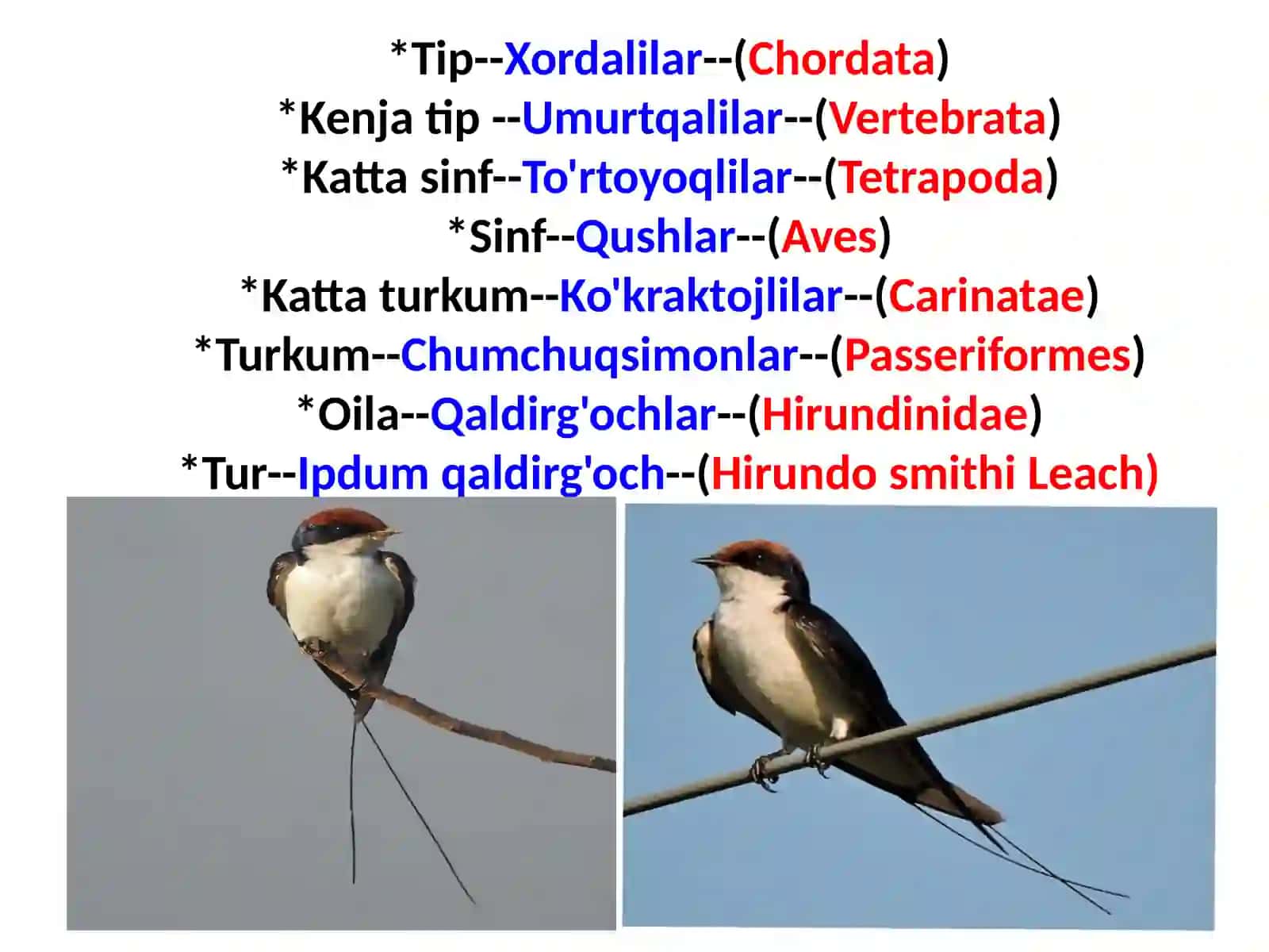 Ipdumqaldirg'och--(HirundosmithiLeach) 2