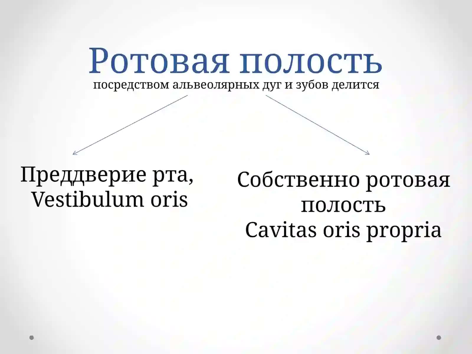 Собственно ротовая полость 2