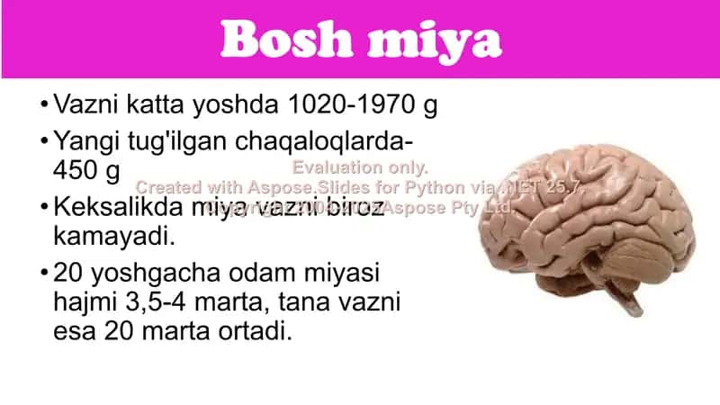 Bosh miyaning tuzilishi va funksiyasi 2