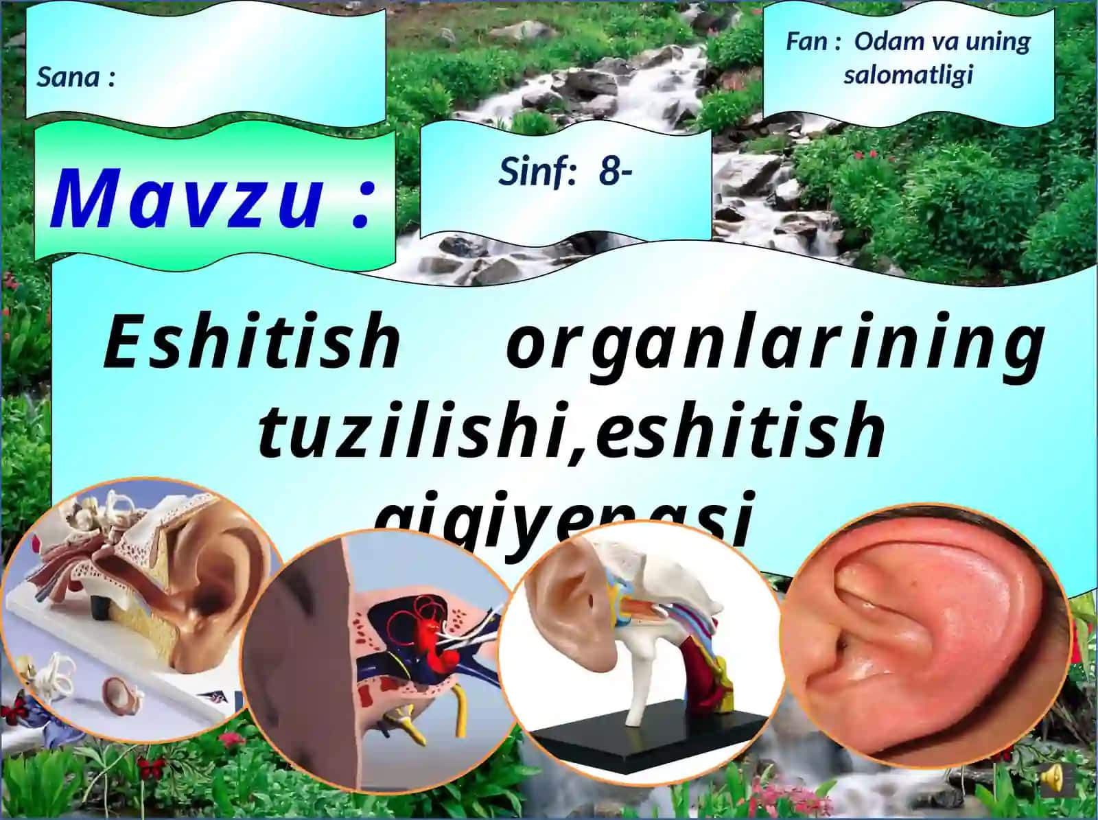 Eshitish organlarining tuzilishi 2