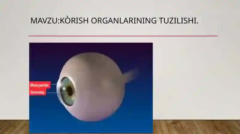 Kòrish ORGANLARINING TUZILISHI 2