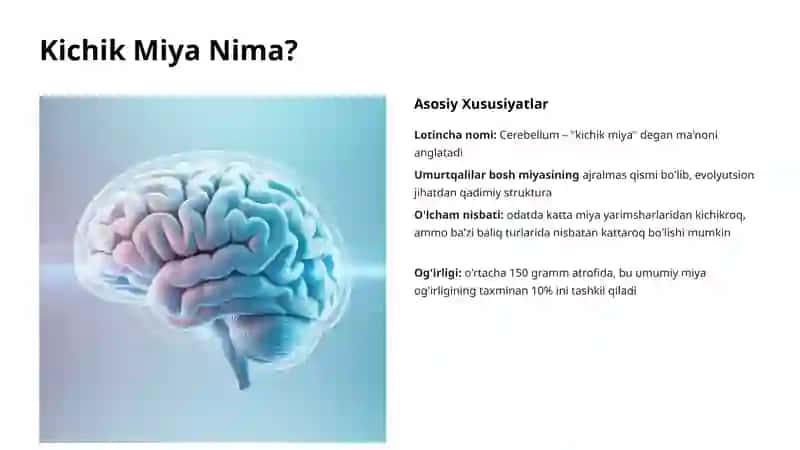 Kichik Miya Anatomiyasi: Inson Miyachasining Sirli Dunyosi 2