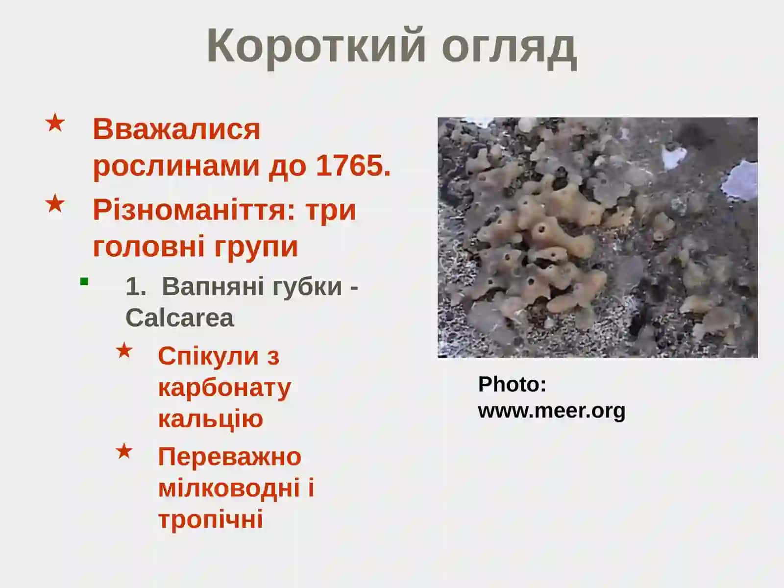 Тип Губки - Porifera 2