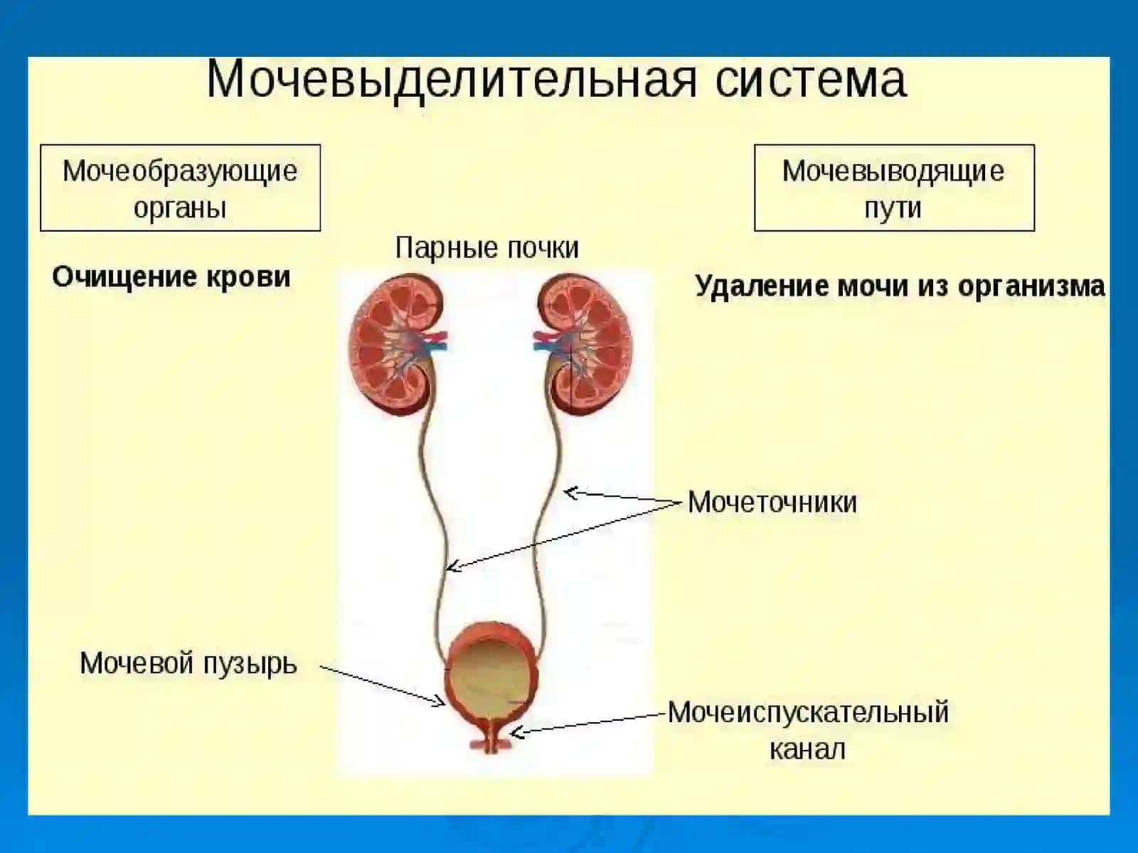 Лекция № 8 Мочевыделительная система 2