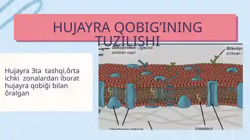 Hujayra qobiği 2