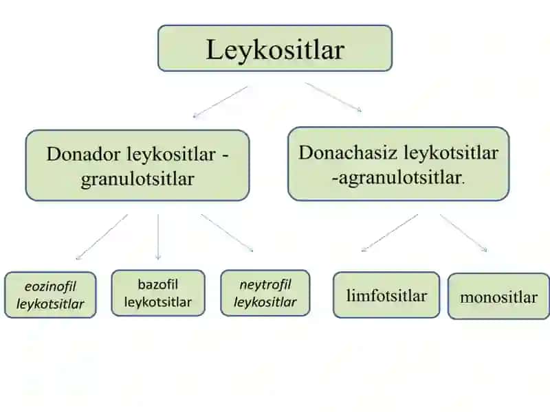 Leykotsitlar metabolizmi xususiyatlari 2