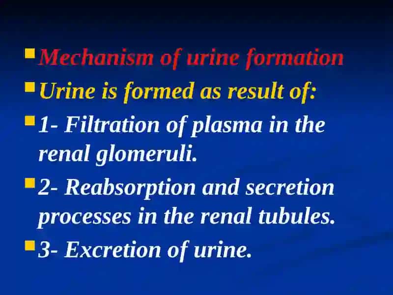 Mechanism of urine formation 2