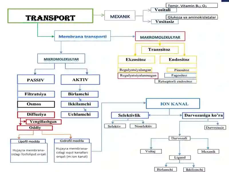 Passiv transport. 2