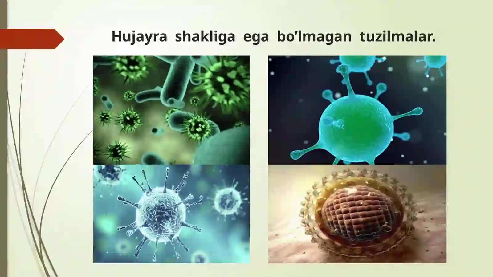 Viruslar va virosporalar tuzilishi 2