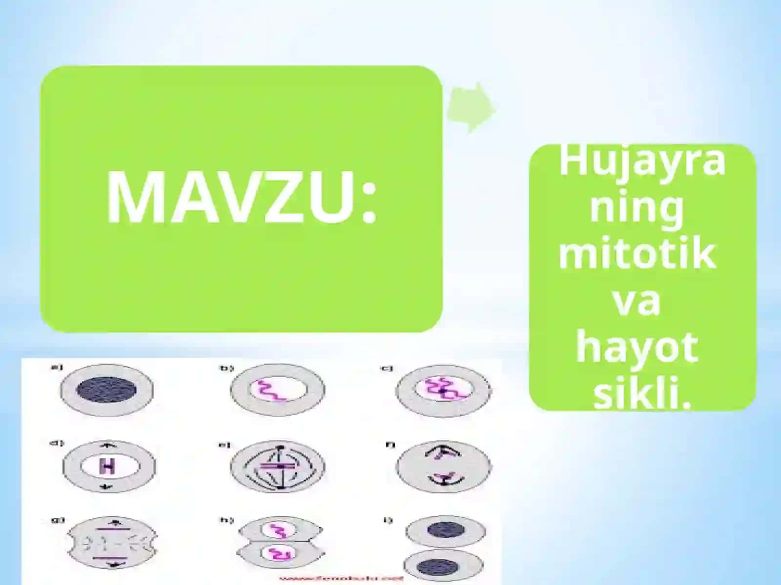 Hujayraningmitotikvahayotsikli 2