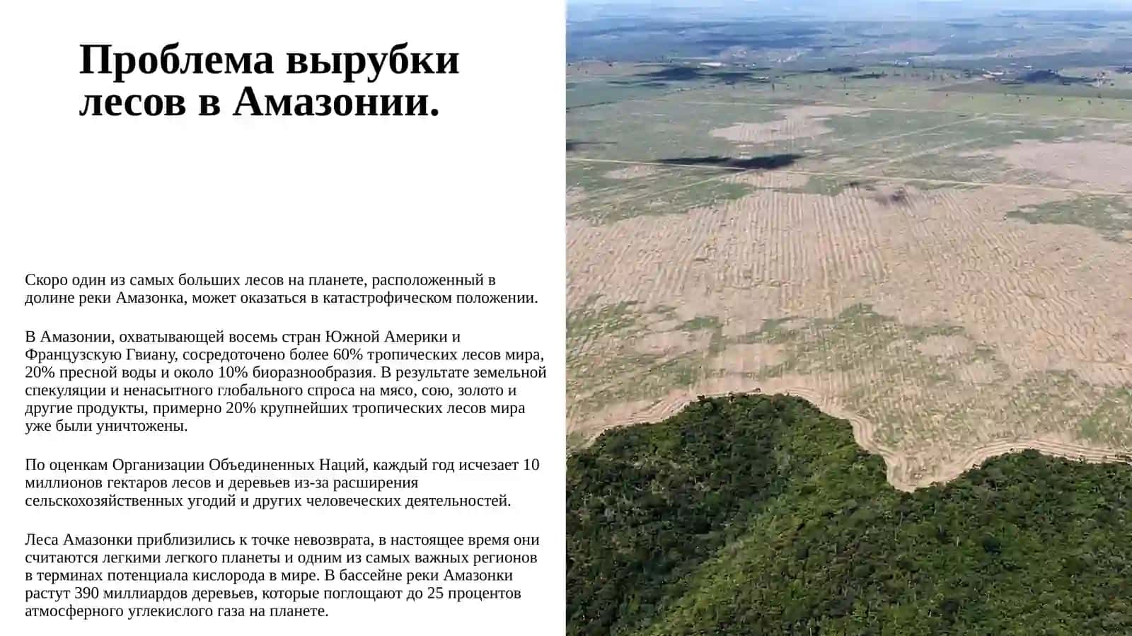 Проблема вырубки лесов в Амазонии 2