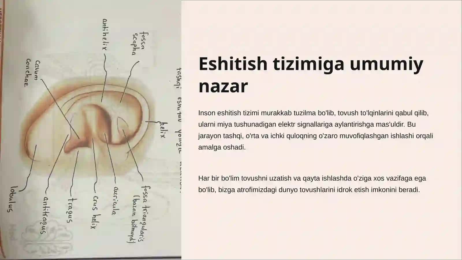 Eshitish tizimi 2