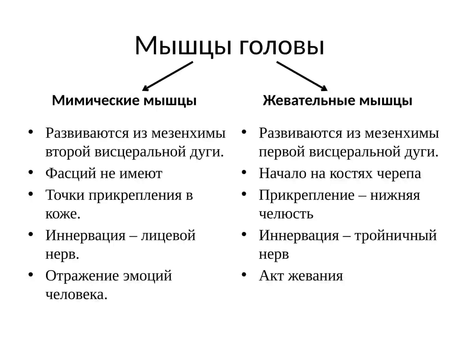 Мышцы и фасции головы 2