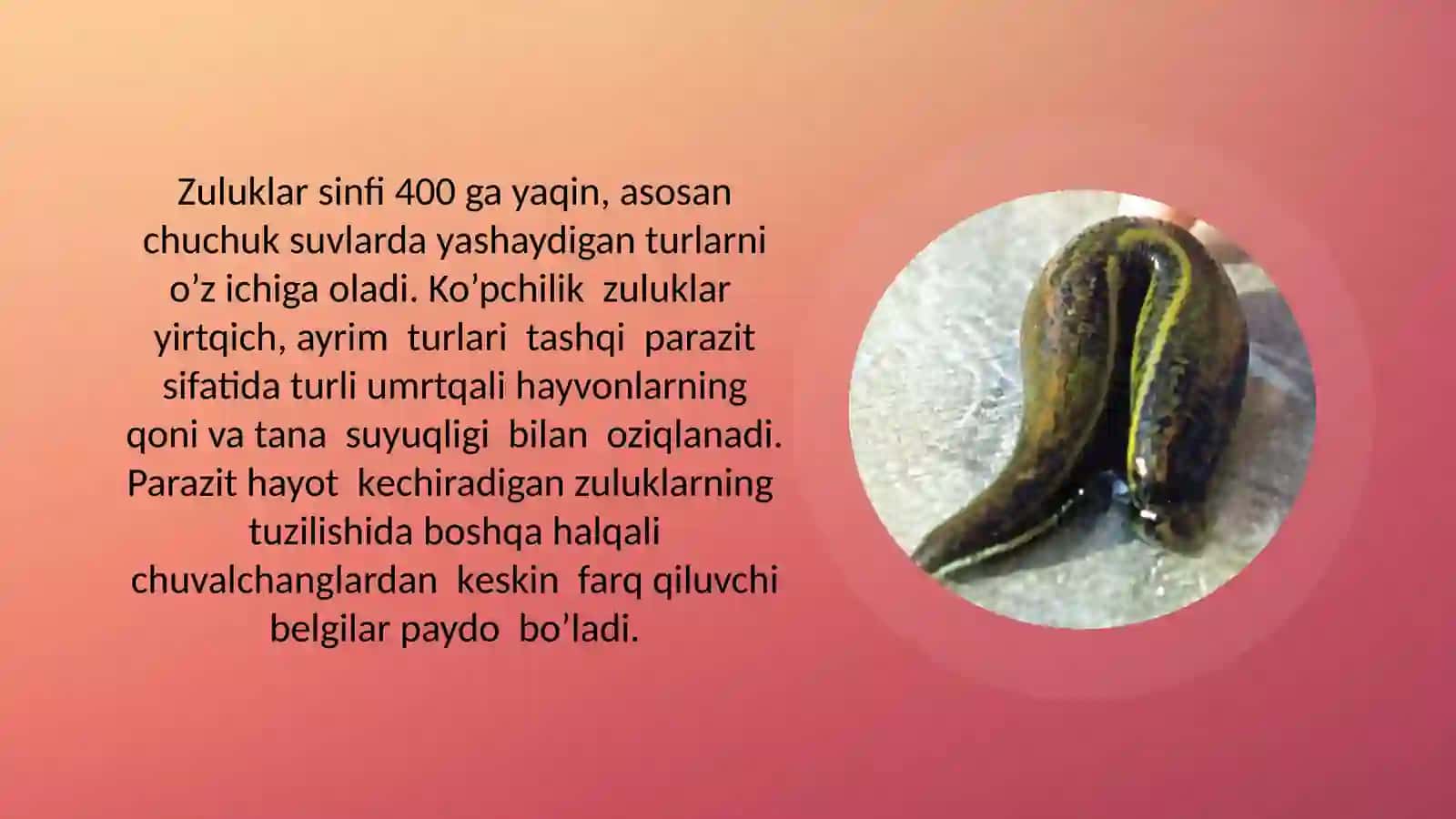 Zuluklar sinfi 2