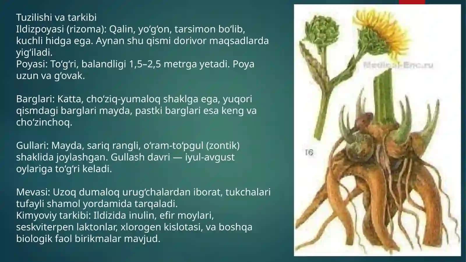 Qoraandiz (Inula grandis Screnik) 2