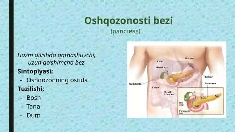 Ingichka va yoʻgʻon ichakda ovqat hazm boʻlishi 2