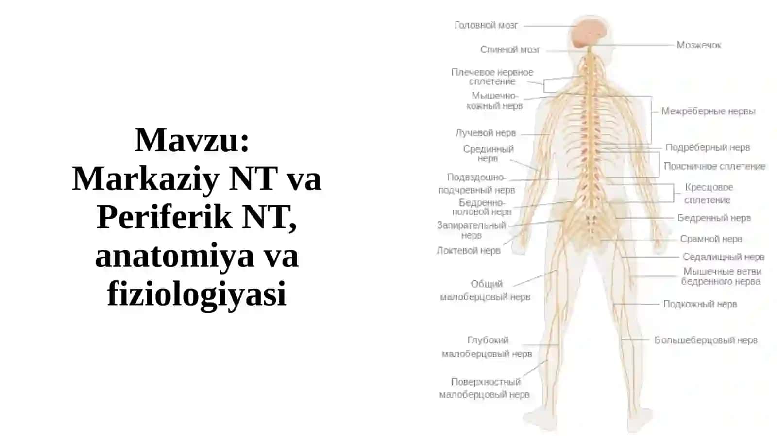 Nevrologiya-Anatomiya 2