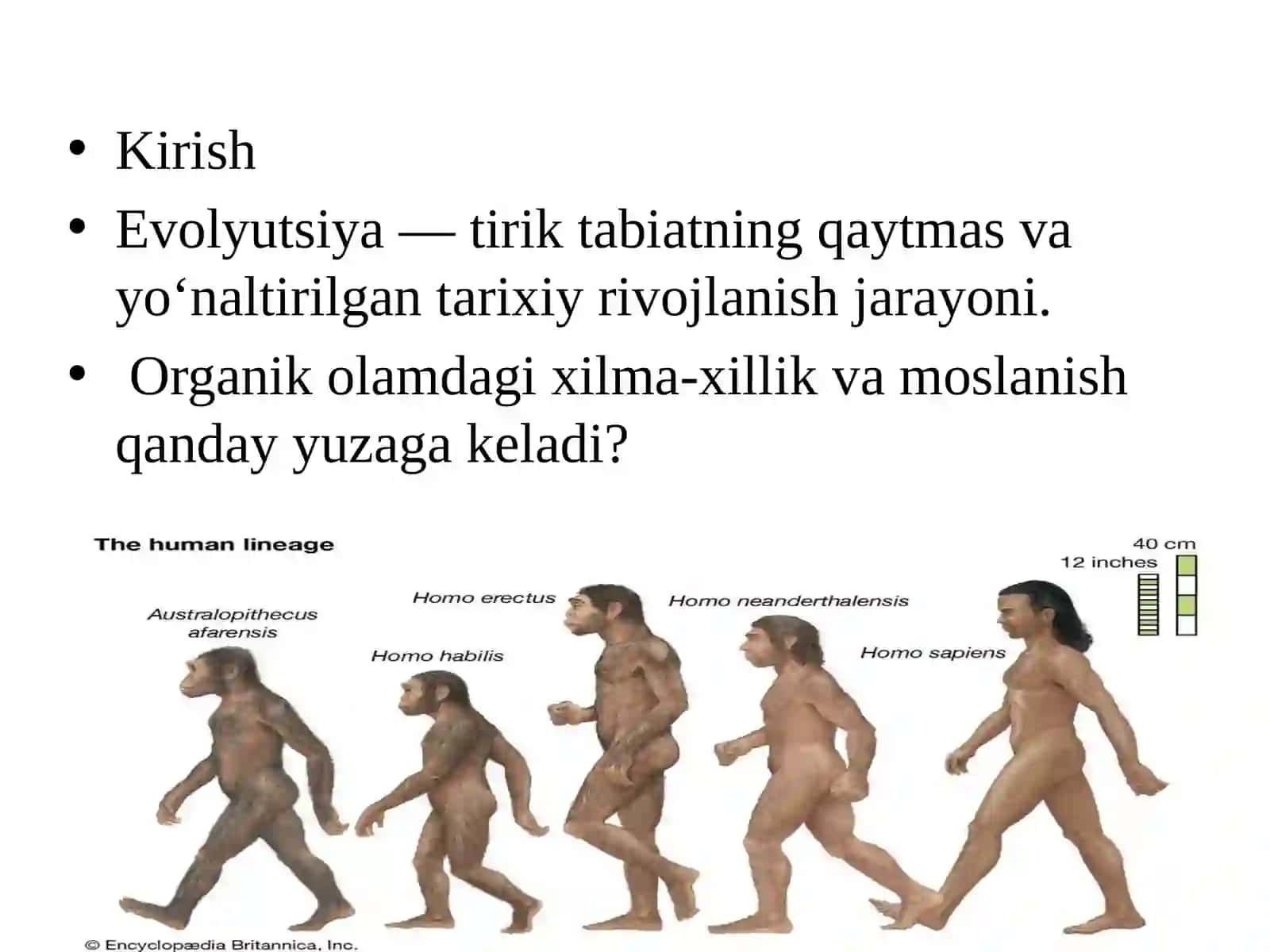 Evolyutsiyani rivojlantiruvchi omillar 2