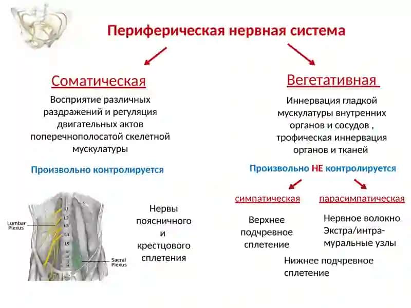 Иннервация малого таза 2