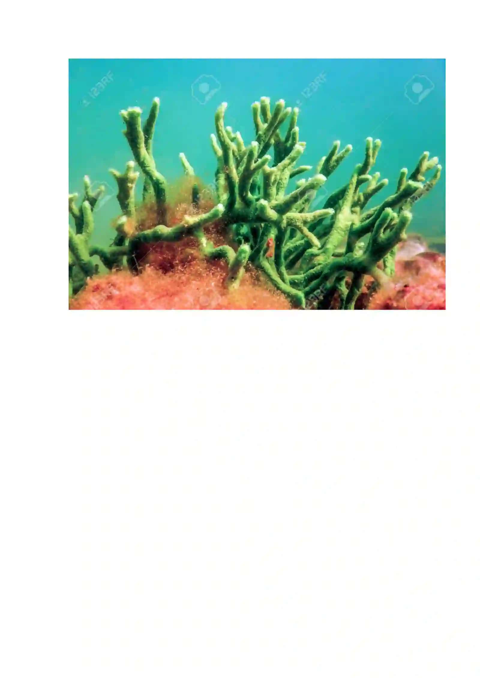 Chuchuk suv bodyagasi (Spongilla lacustris) 2