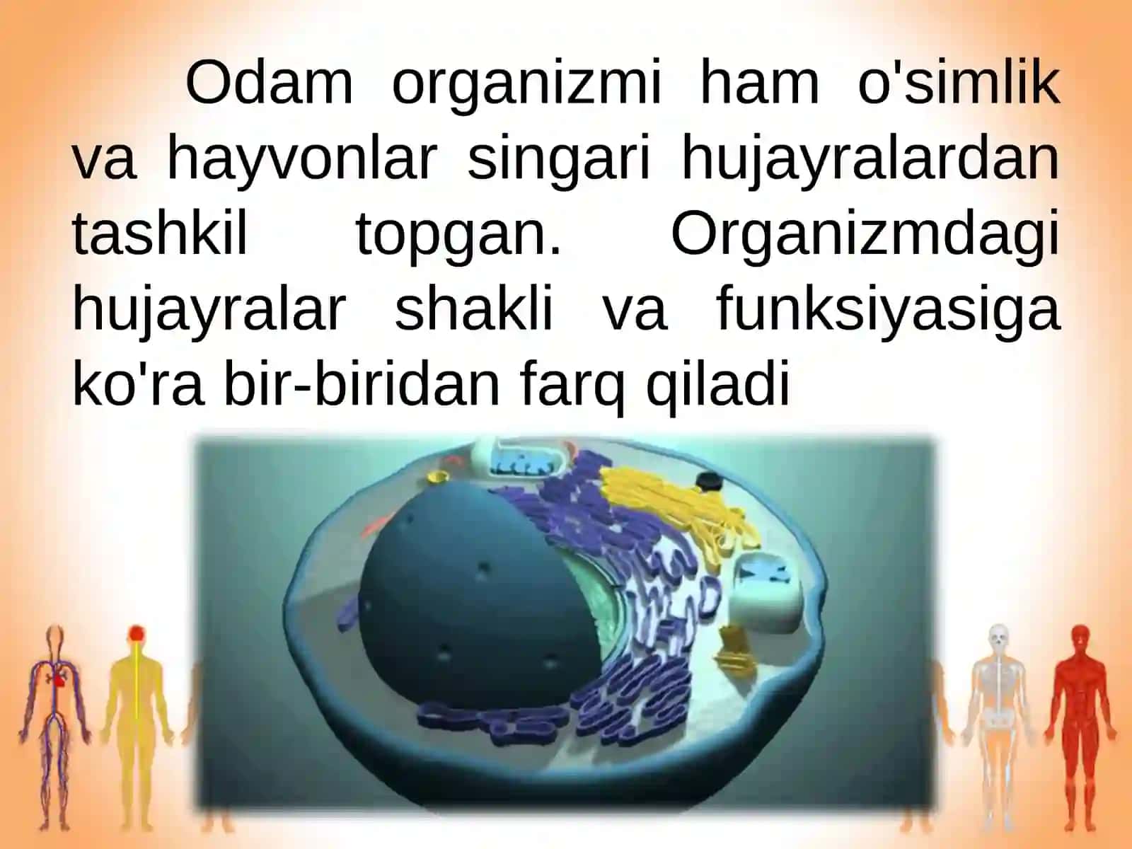 §.Odam organizmining hujayraviy tuzilishi 2