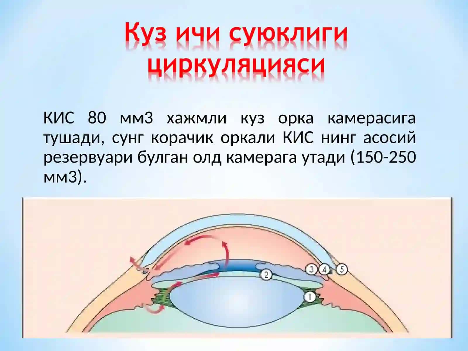 Glaukoma, Глаукома Олдинги камера бурчаги анатомияси 2