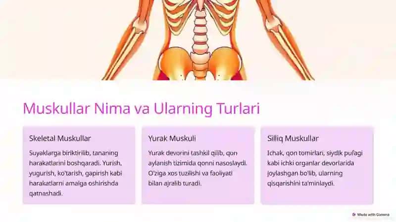 Muskullar Fiziologiyasi 2